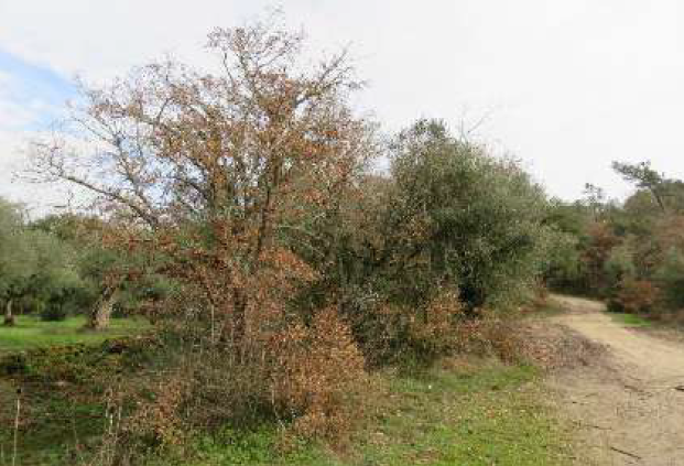Lote 2