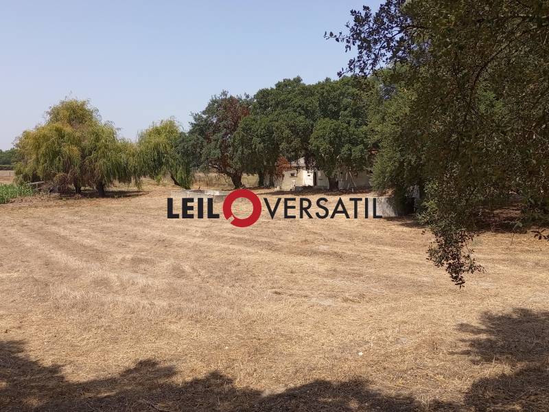 Lote 1