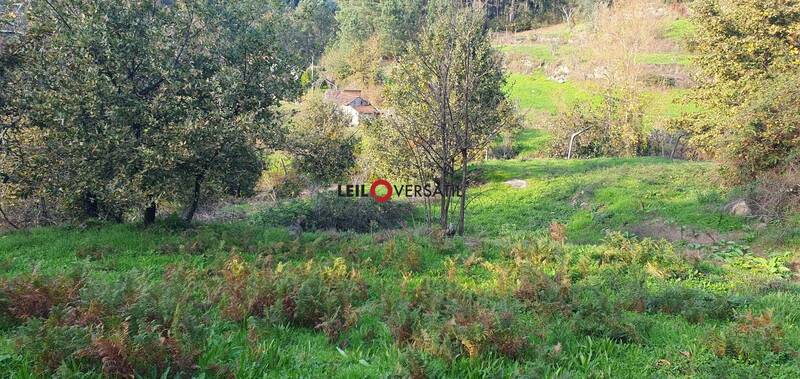 Lote 3
