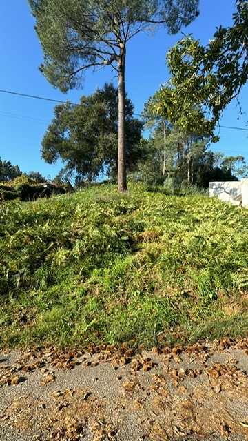 Lote 2